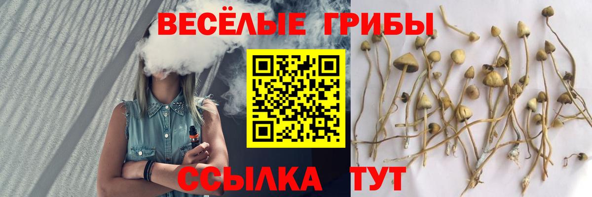 Псилоцибиновые грибы мицелий  Вход с VPN  Чита  купить наркоту  Псилоцибиновые грибы Psilocybine cubensis 